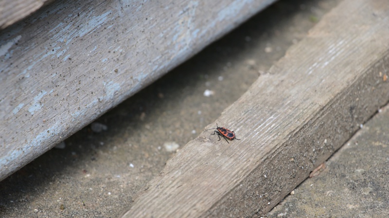 Photographie d’un insecte "gendarme" seul sur un bout de bois